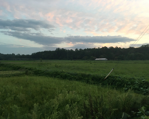 遠野木造ビニルハウス