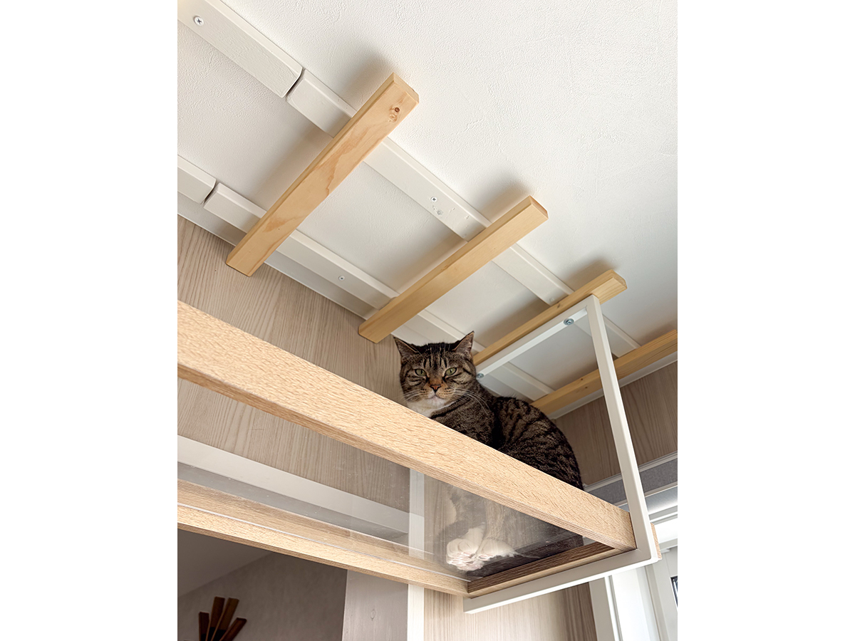 猫庭のキャットウォークから見下ろす猫