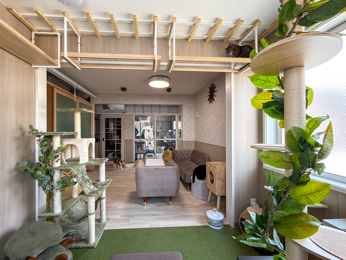 キャットウォークのある猫庭とリビング