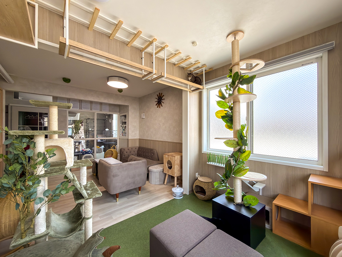 明るい猫庭と落ち着いたリビング