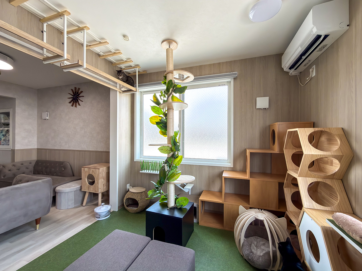 遊び道具がいっぱいある猫庭