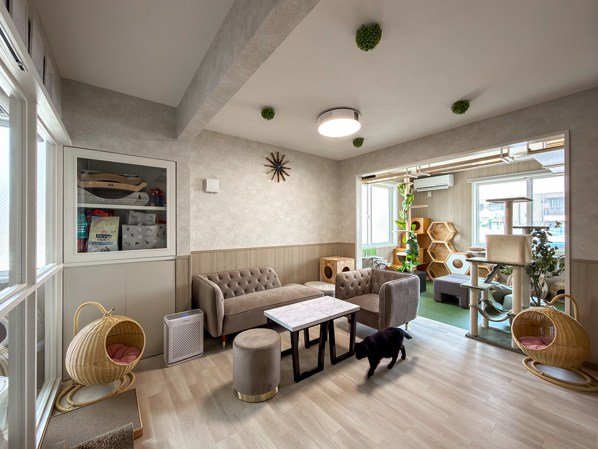 猫ちぐら、ソファのある落ち着いたリビング