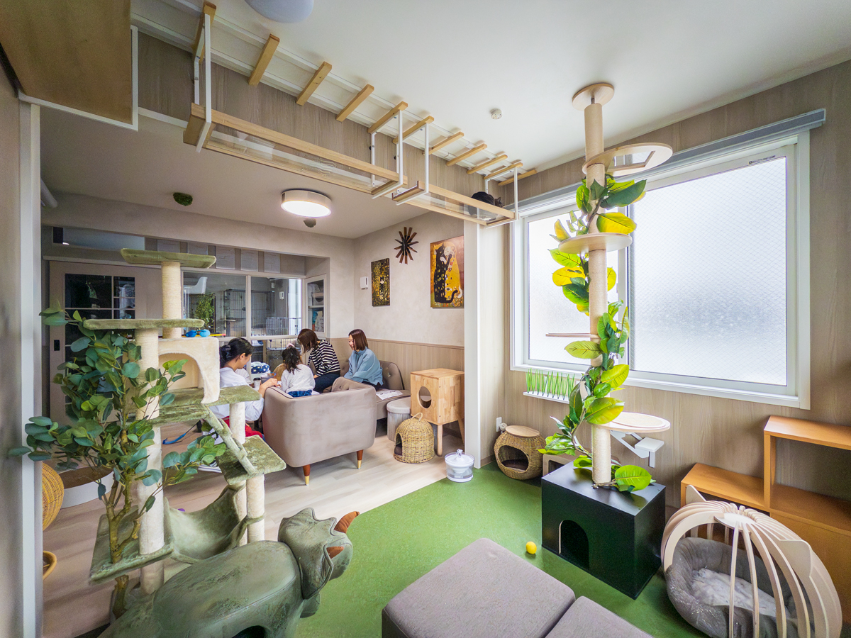 明るいキャットガーデンから落ち着いたリビングを見る-1