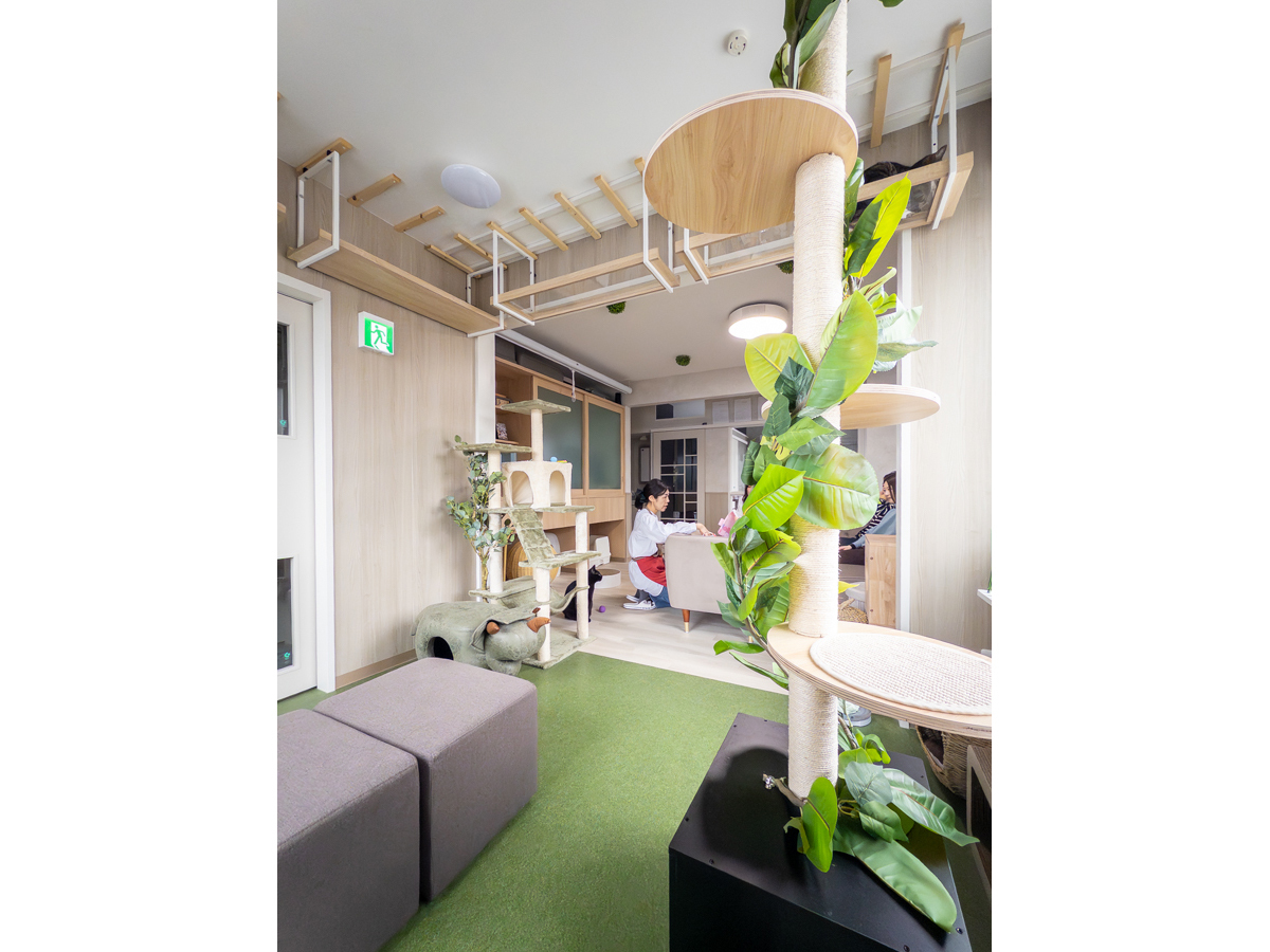 明るいキャットガーデンから落ち着いたリビングを見る-3