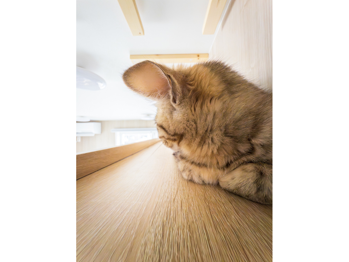 キャットウォークでくつろぐ子猫-1