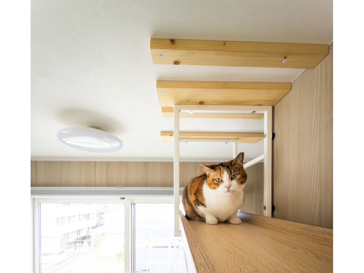 キャットウォークでくつろぐ猫-1