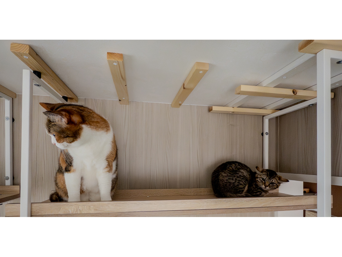 キャットウォークでくつろぐ猫と子猫