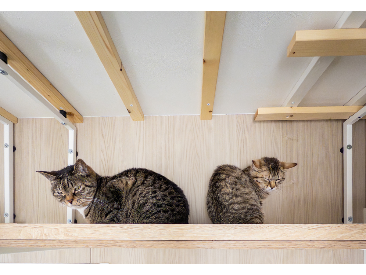 キャットウォークでくつろぐ猫と子猫2