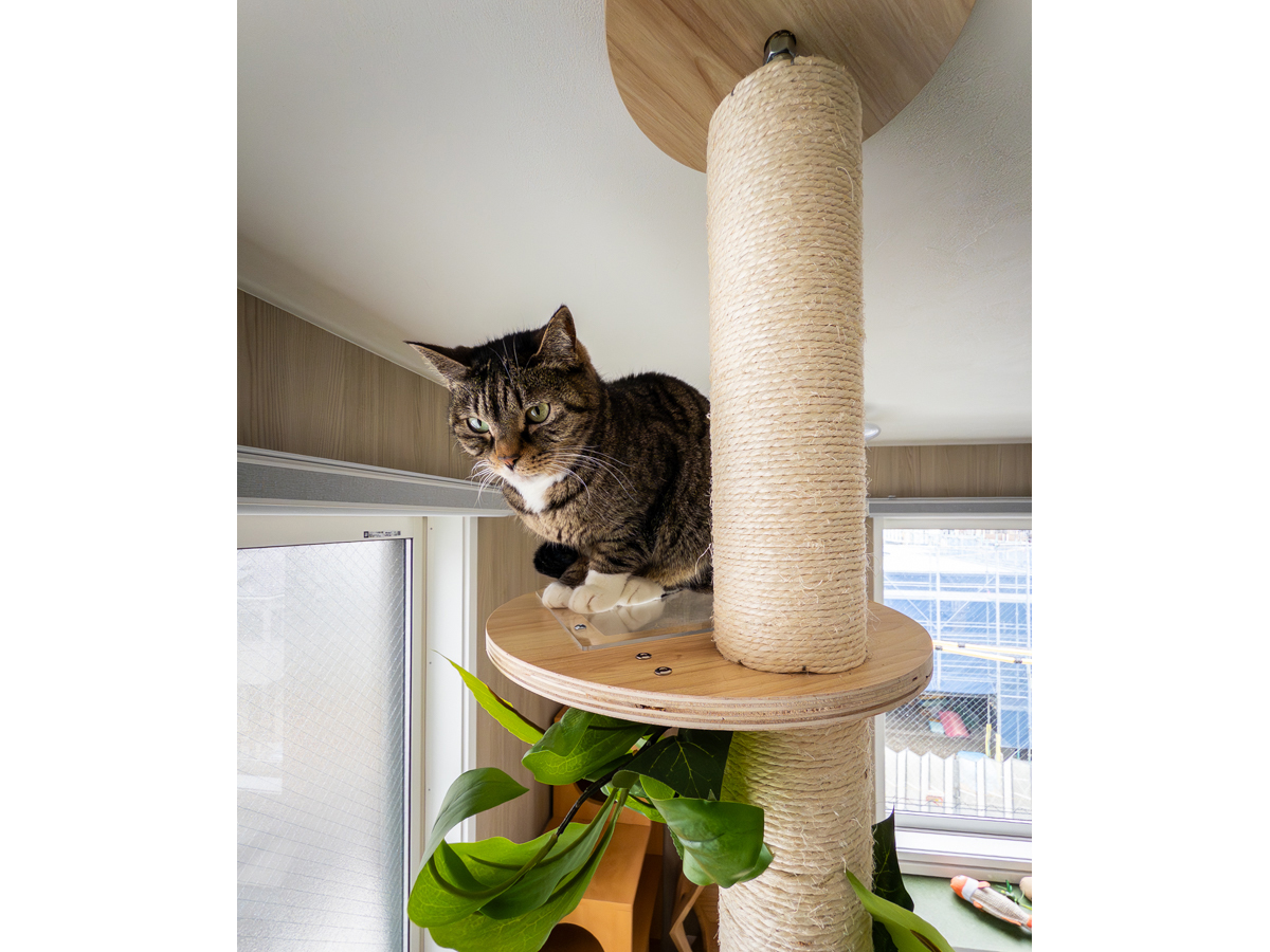 キャットタワーで遊ぶ猫