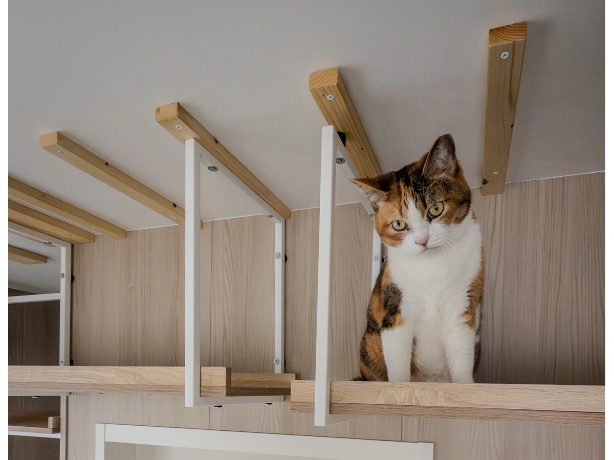 キャットウォークでくつろぐ猫-2