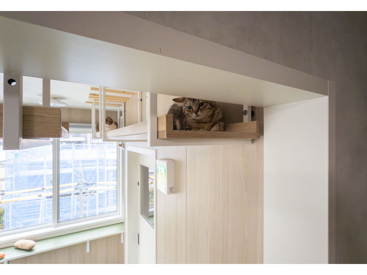キャットウォークでくつろぐ子猫-3