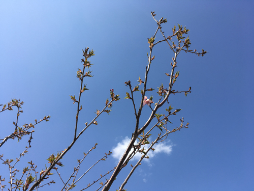 奥松島レーンホテル植栽